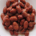 Medammes defectuosos enlatados Broad Beans in Brine